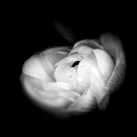 flowers - 2022 - 007-nik-ps