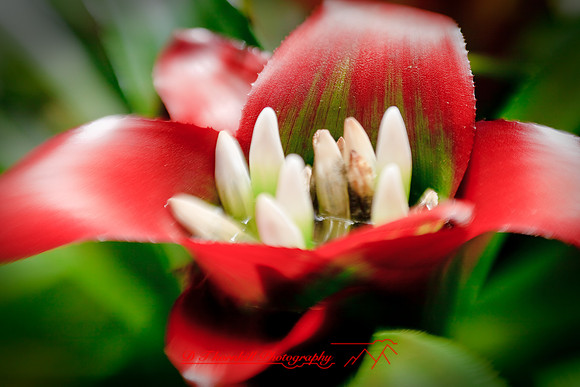 florida-2009-flowers_10.jpg