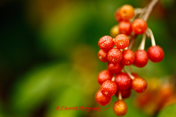 shiawassee-aug-2012-14