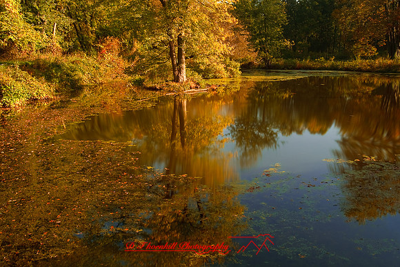 shiawasse_sept-2008_10.jpg