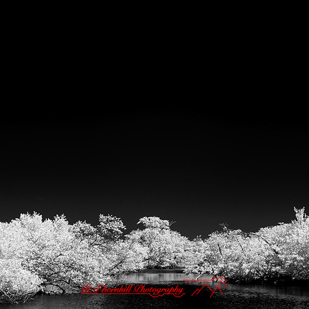 florida-2014-infrared-002