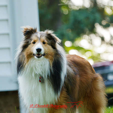 bird-puppys-and-people-2013-23