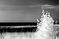 tawas-state-park-infrared-2008_010