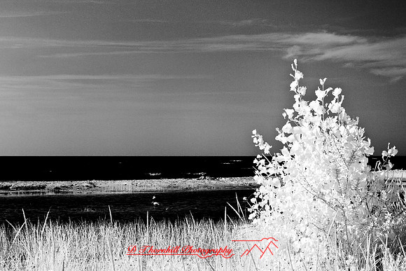 tawas-state-park-infrared-2008_010