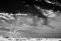 florida-2010-infrared-nature_09-nik