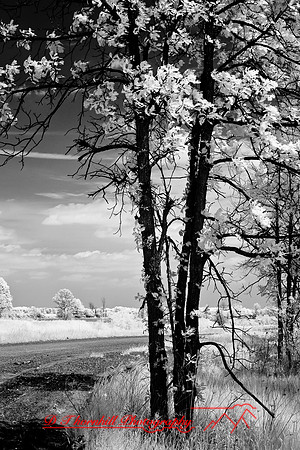 infrared-2008_088