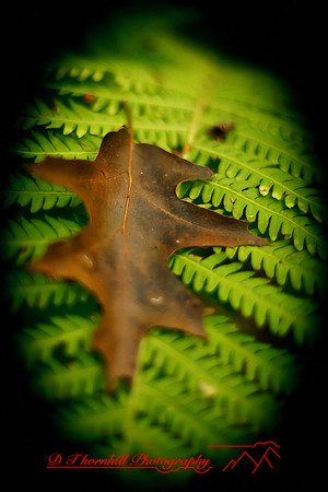 shiawassee-aug-2012-30-nas