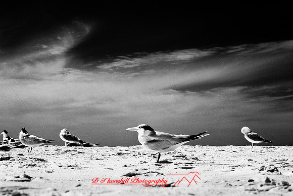 florida-2010-infrared-wildlife_06-nik