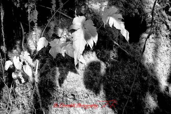florida-2008-nature-infrared_28-nik.jpg