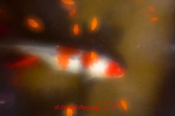 florida-2010-wildlife_01