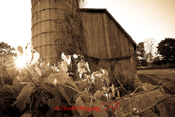 assorted_images-2007-27