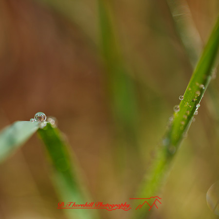 shaiawasses-april-2013-04
