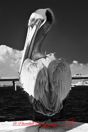 florida-2009-wildlife-infrared_12.jpg
