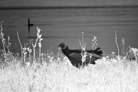 florida-2008-wildlife-infrared_09.jpg