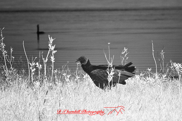 florida-2008-wildlife-infrared_09.jpg