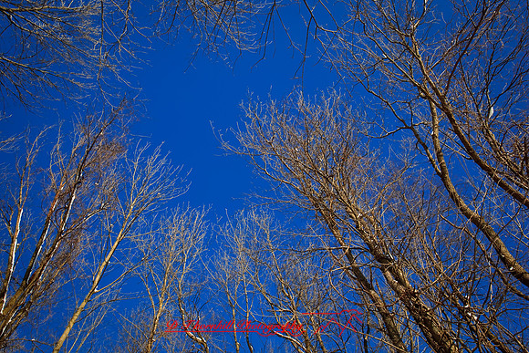 shiawassee_january-2010_06.jpg