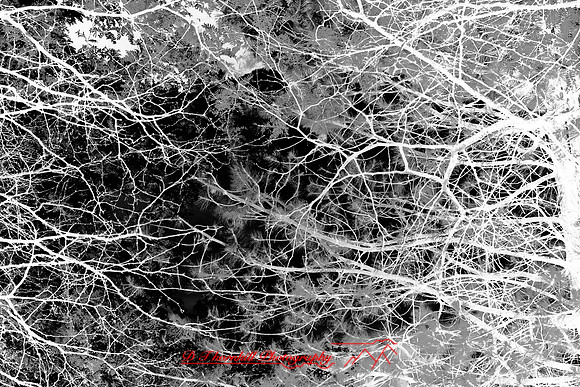 infrared-2009-nature_05-nik.jpg