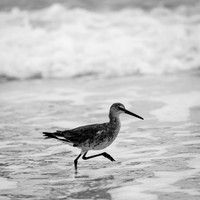 florida-march-2016-024