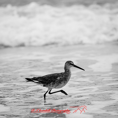florida-march-2016-024