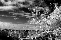 florida-2008-nature-infrared_20.jpg