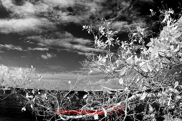 florida-2008-nature-infrared_20.jpg
