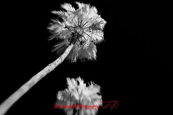 florida-infrared-nature-2011-25-nik