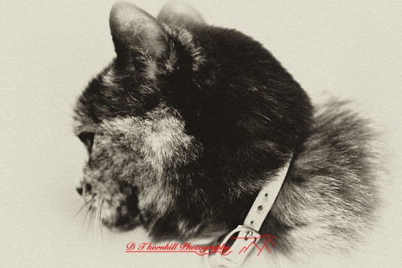 infrared-2009-pets_15-nik.jpg