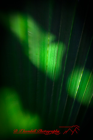 florida-2009-nature_29.jpg