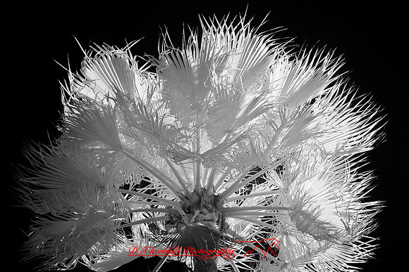 florida-2009-nature-infrared_03.jpg