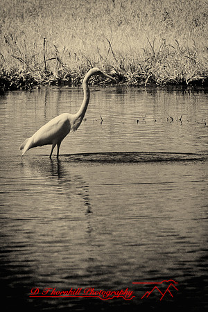 florida-2008-wildlife-infrared_24-nik.jpg