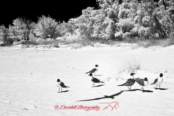 florida-2008-wildlife-infrared_37.jpg
