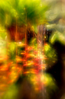 florida-2010-flowers_19