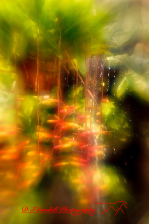 florida-2010-flowers_19