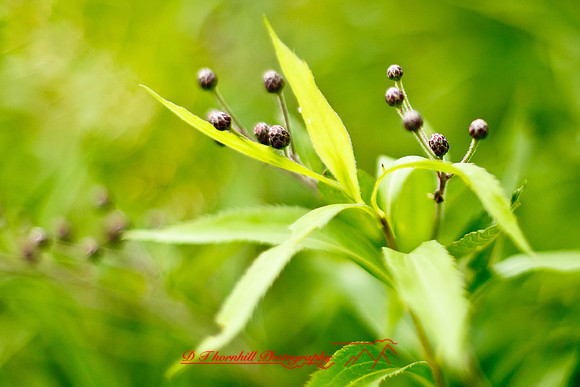 shiawassee-aug-2012-23