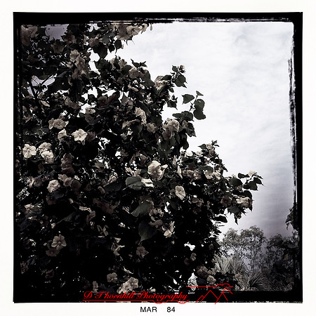 florida-2014-iphone-flowers-036