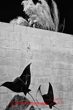 florida-2009-images-infrared_12-nik.jpg