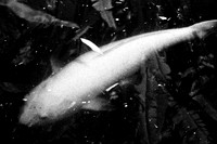 florida-2008-wildlife-infrared_05-nik.jpg