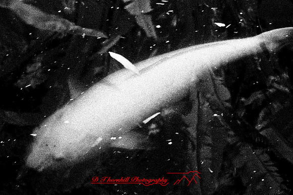 florida-2008-wildlife-infrared_05-nik.jpg