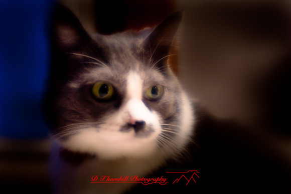 bastet_073.jpg