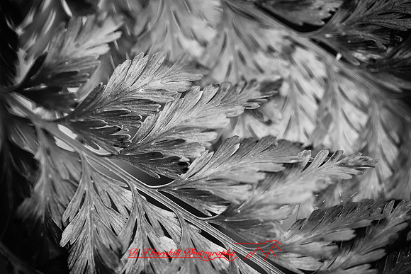 florida-flowers-2011-48-nik