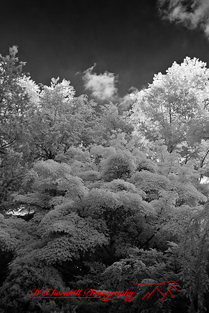 dow-gardens-infrared-2011-23