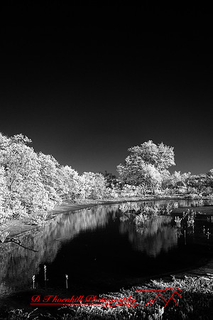florida-2010-infrared-nature_29-nik