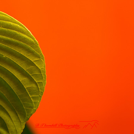 florida-nov-2014-flowers-012