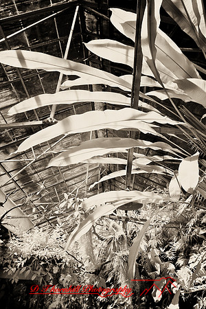 florida-2008-nature-infrared_26-nik.jpg