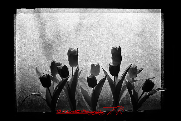 infrared-2009-random_03.jpg