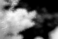 florida-2010-infrared-nature_08