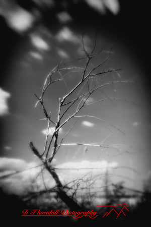 Bay City Stat Park - pinhole - 2022 - 005-nik-ps-ai