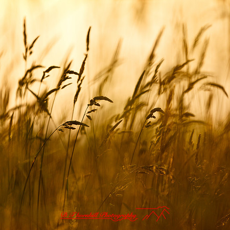 shaiawasses-may-2013-27