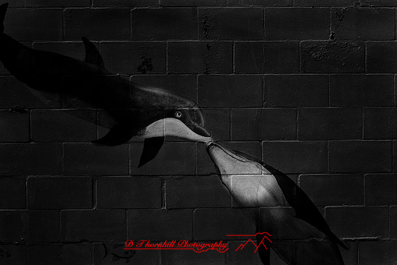 florida-2009-images-infrared_11.jpg