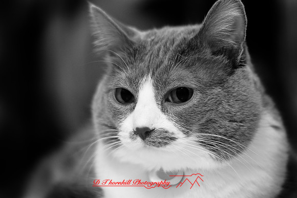 infrared-2009-pets_05.jpg